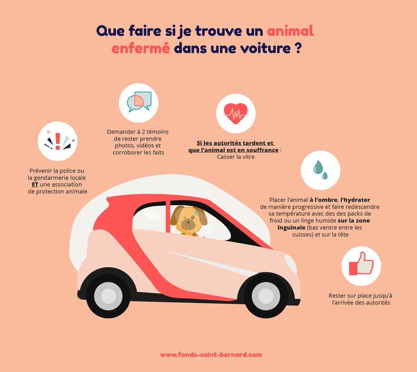 Gestes d'urgence si je trouve un animal enfermé dans une voiture