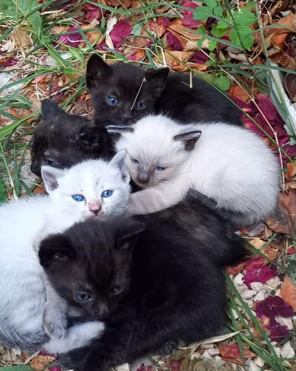 Cinq très jeunes chatons recueillis qui attendent de découvrir la vie dans un foyer aimant