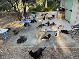 Groupe de chats adultes à parrainer