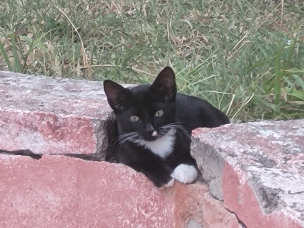 HONOLULU chatte noire et blanche à adopter